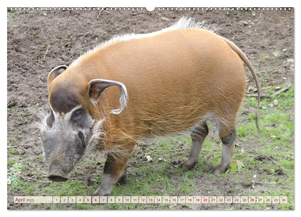 Tierische Schweinerei (CALVENDO Premium Wandkalender 2025)