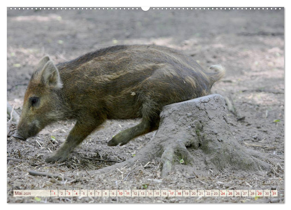 Tierische Schweinerei (CALVENDO Premium Wandkalender 2025)