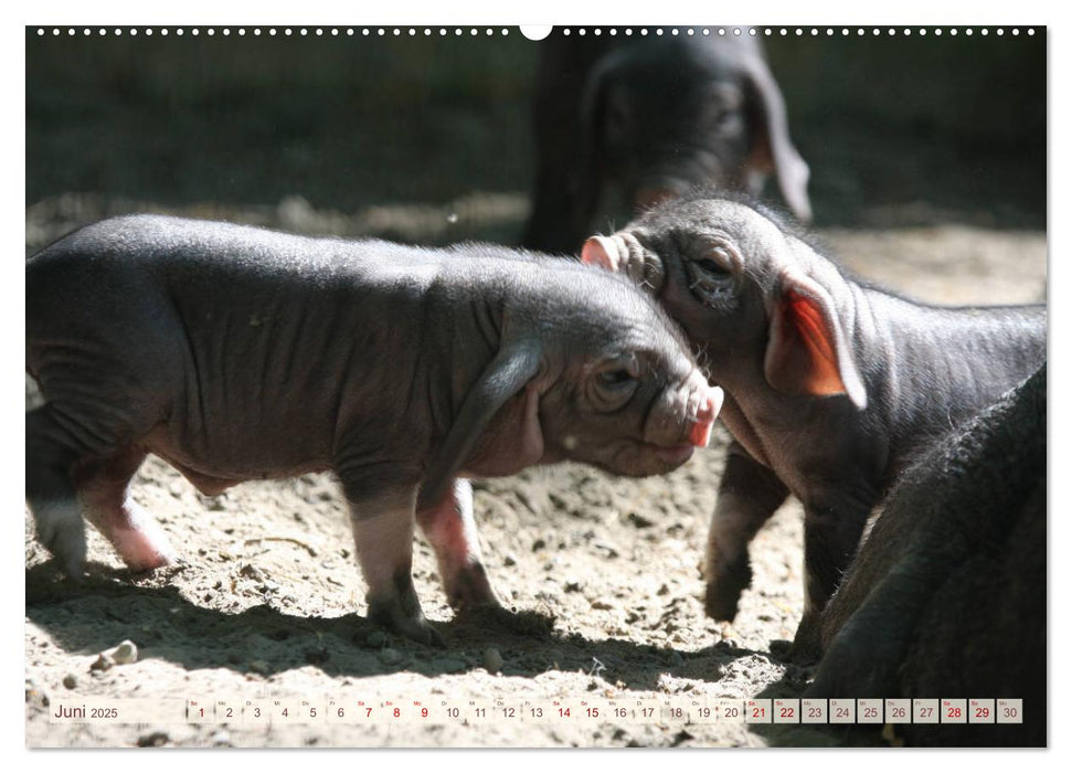 Tierische Schweinerei (CALVENDO Premium Wandkalender 2025)