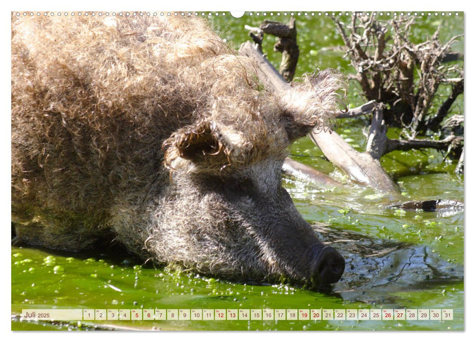 Tierische Schweinerei (CALVENDO Premium Wandkalender 2025)