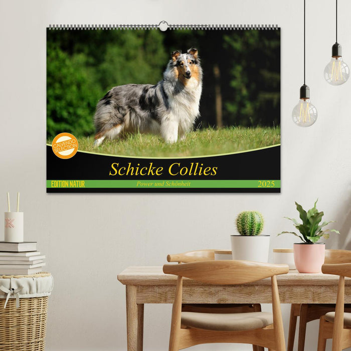 Schicke Collies (CALVENDO Wandkalender 2025)