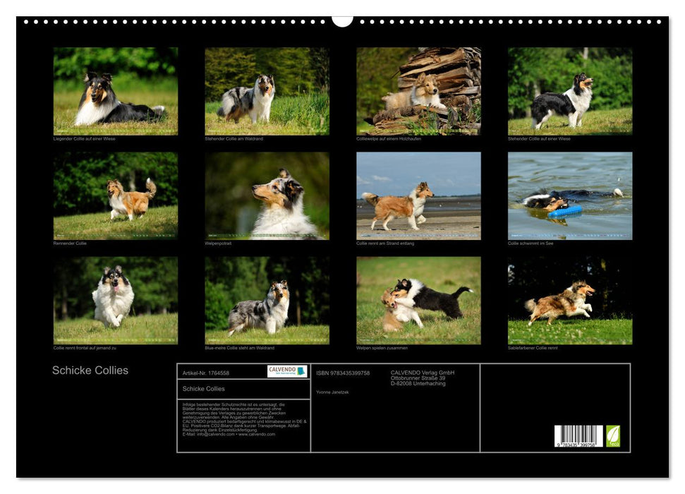 Schicke Collies (CALVENDO Wandkalender 2025)