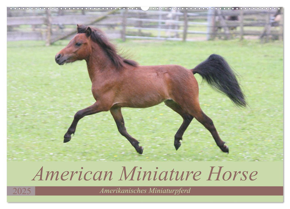 American Miniature Horse (CALVENDO Wandkalender 2025)