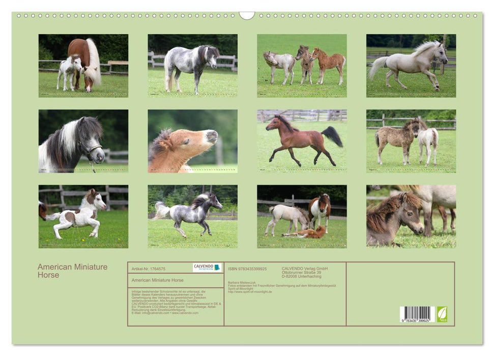 American Miniature Horse (CALVENDO Wandkalender 2025)