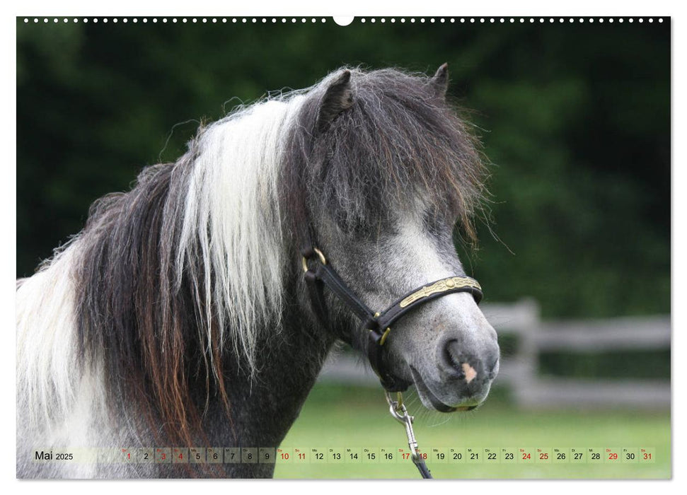 American Miniature Horse (CALVENDO Wandkalender 2025)