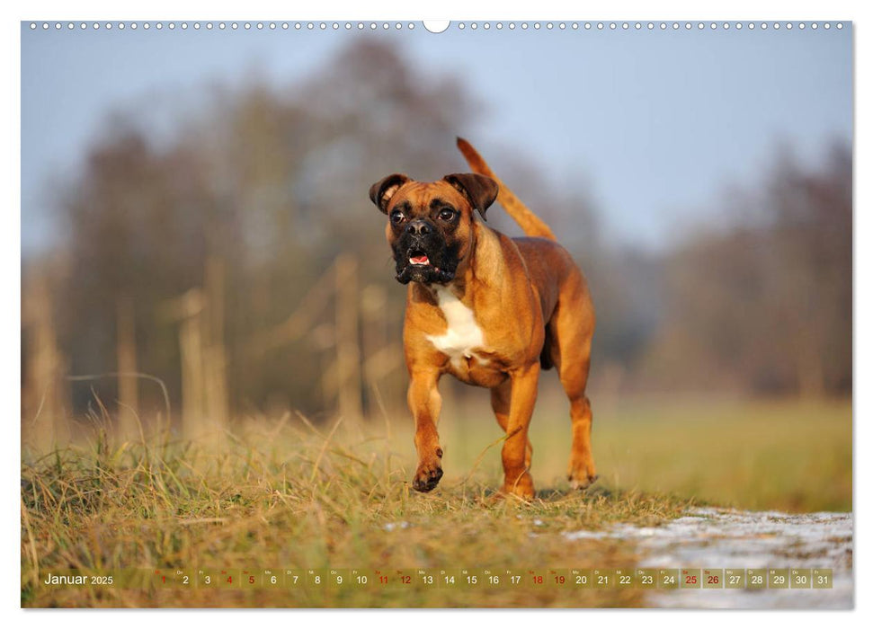 Gut - besser - Boxer (CALVENDO Premium Wandkalender 2025)