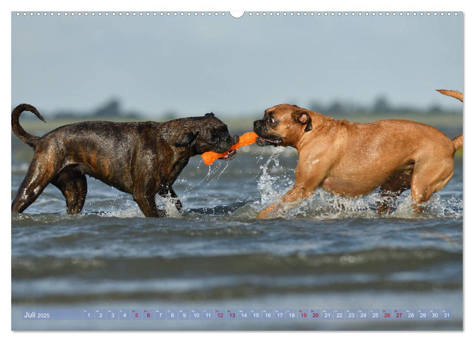 Gut - besser - Boxer (CALVENDO Premium Wandkalender 2025)