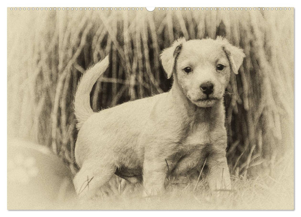 Parson Jack Russel Welpen (CALVENDO Wandkalender 2025)