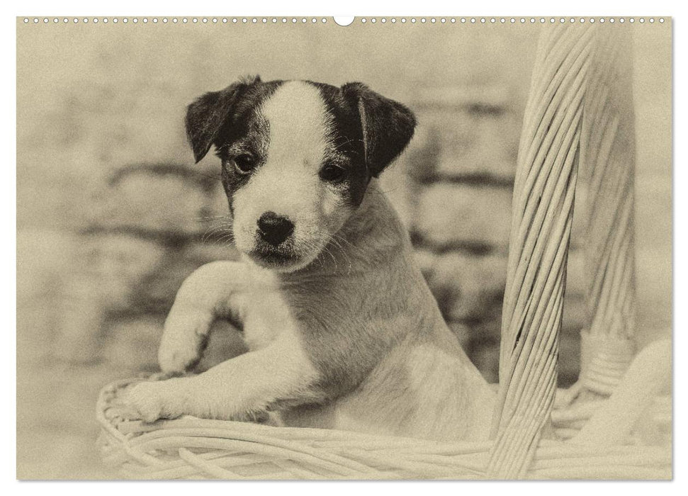 Parson Jack Russel Welpen (CALVENDO Wandkalender 2025)