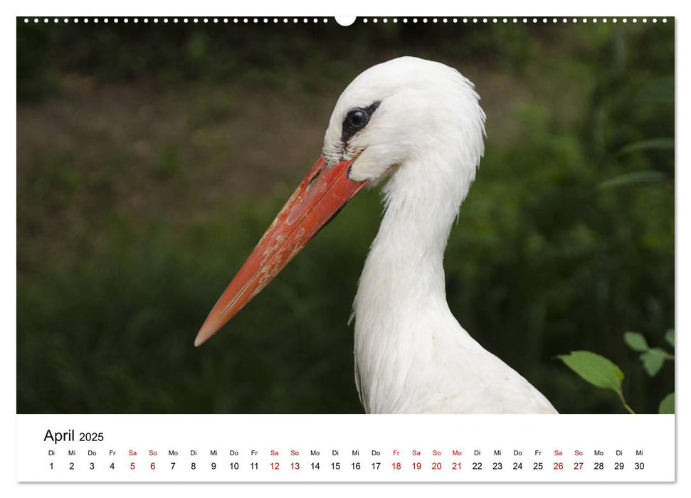 Naturpark Unteres Odertal (CALVENDO Premium Wandkalender 2025)