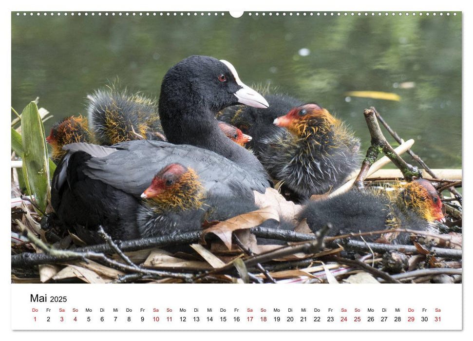 Naturpark Unteres Odertal (CALVENDO Premium Wandkalender 2025)