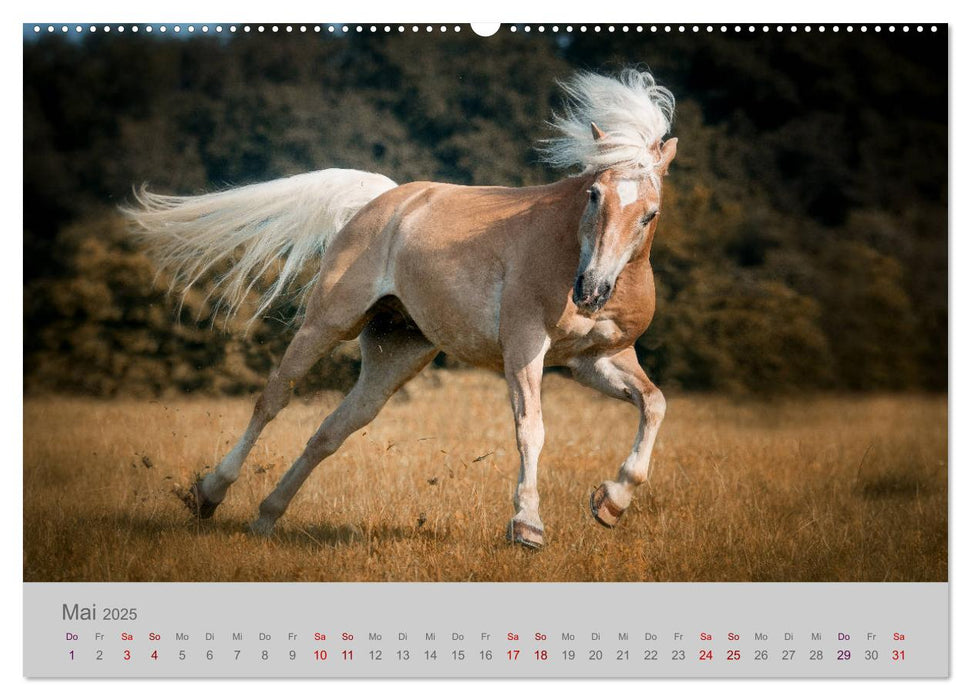 Pferde - Anmut, Eleganz, Magie (CALVENDO Premium Wandkalender 2025)