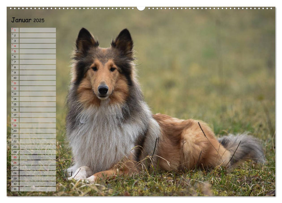 Highland Hawk Fame - Ein Collie begleitet durch das Jahr (CALVENDO Premium Wandkalender 2025)