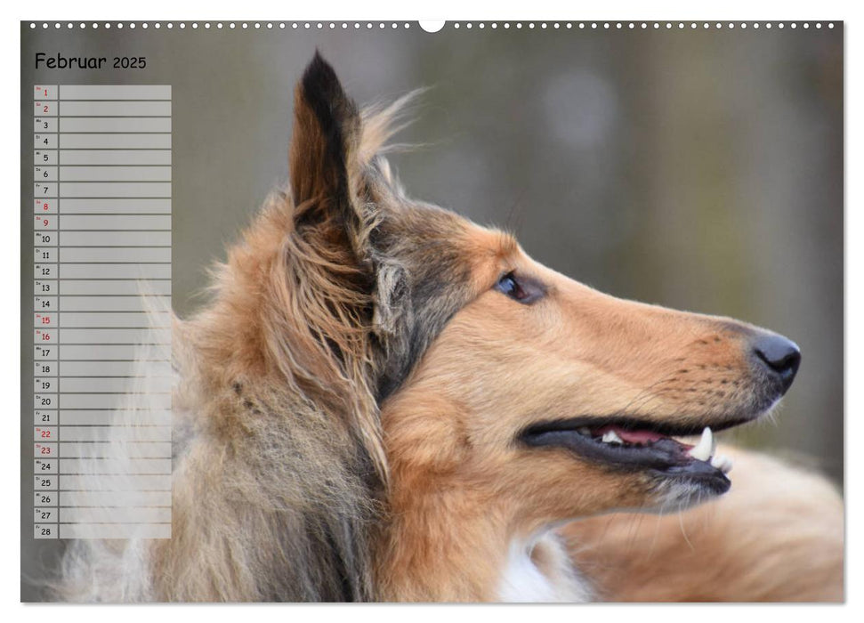 Highland Hawk Fame - Ein Collie begleitet durch das Jahr (CALVENDO Premium Wandkalender 2025)