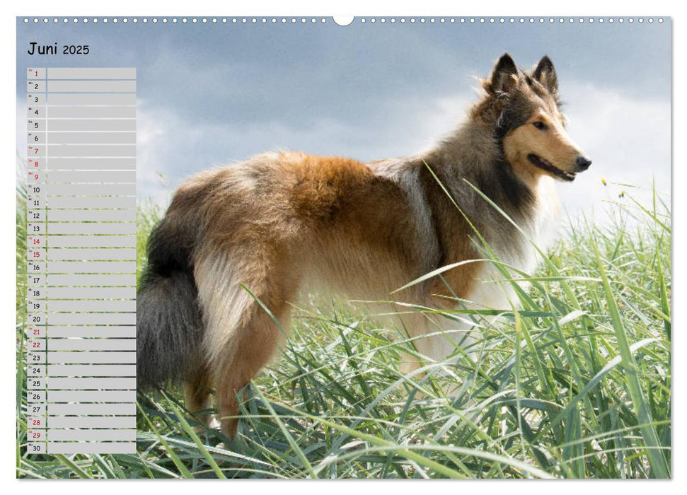 Highland Hawk Fame - Ein Collie begleitet durch das Jahr (CALVENDO Premium Wandkalender 2025)