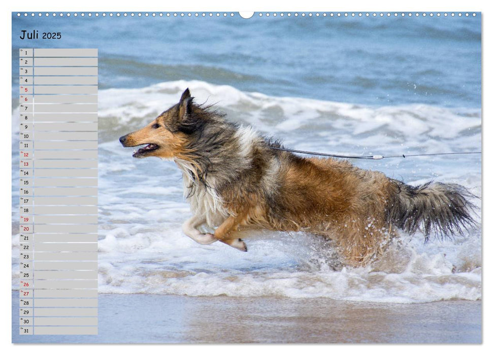 Highland Hawk Fame - Ein Collie begleitet durch das Jahr (CALVENDO Premium Wandkalender 2025)