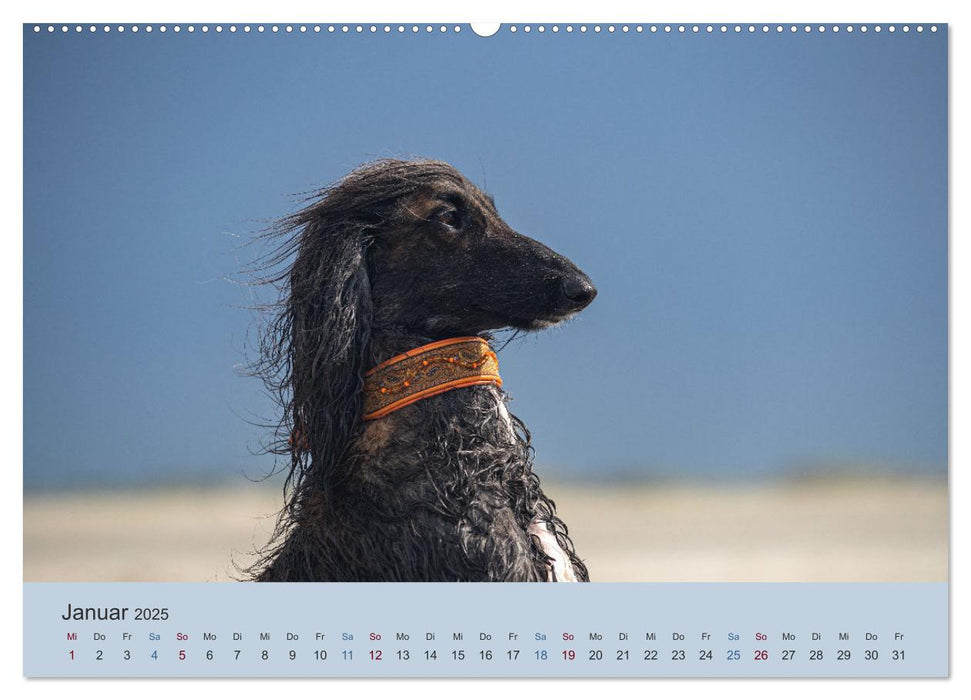 AFGHANISCHE WINDHUNDE 2025 (CALVENDO Premium Wandkalender 2025)