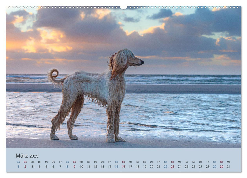 AFGHANISCHE WINDHUNDE 2025 (CALVENDO Premium Wandkalender 2025)