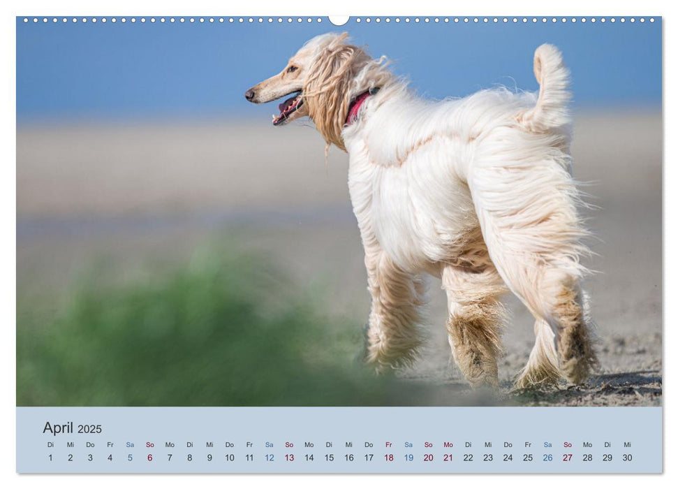 AFGHANISCHE WINDHUNDE 2025 (CALVENDO Premium Wandkalender 2025)