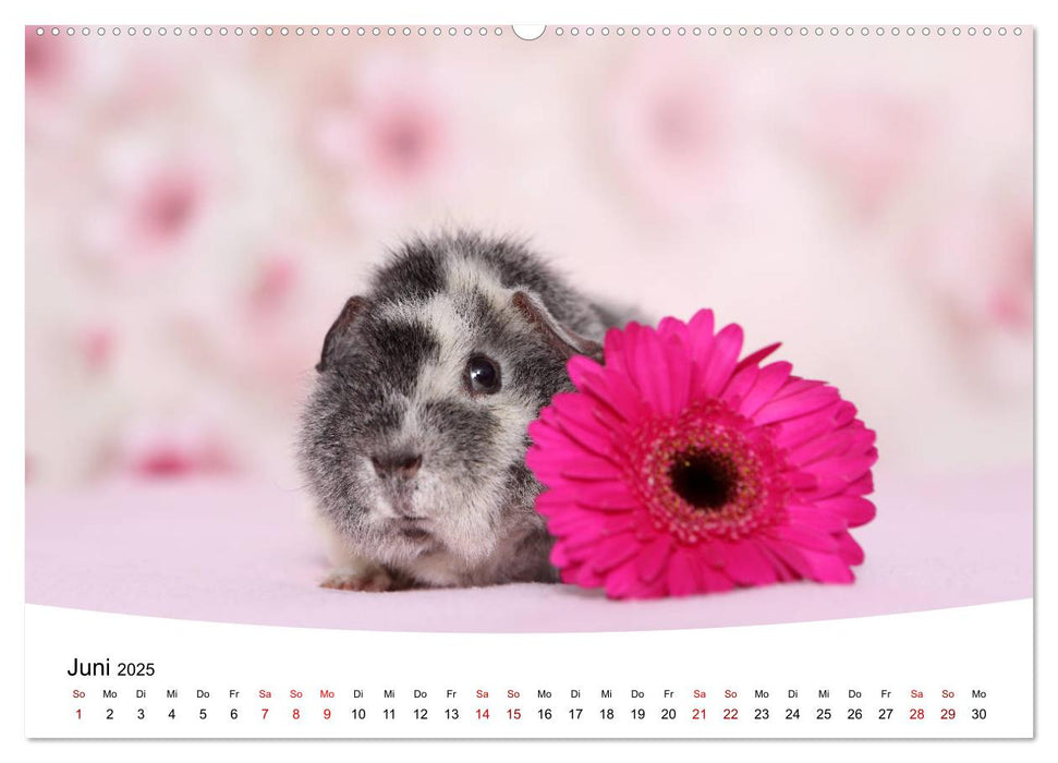 Niedliche Meerschweinchen (CALVENDO Premium Wandkalender 2025)