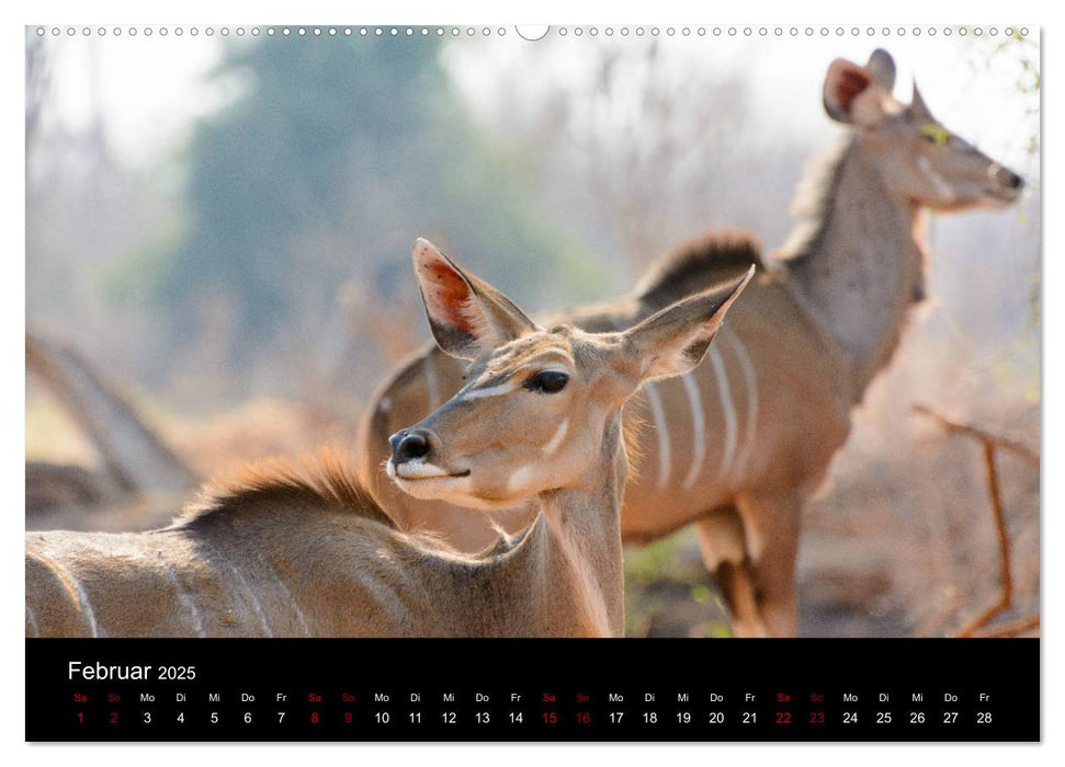 Botswana - Ruf der Wildnis (CALVENDO Wandkalender 2025)