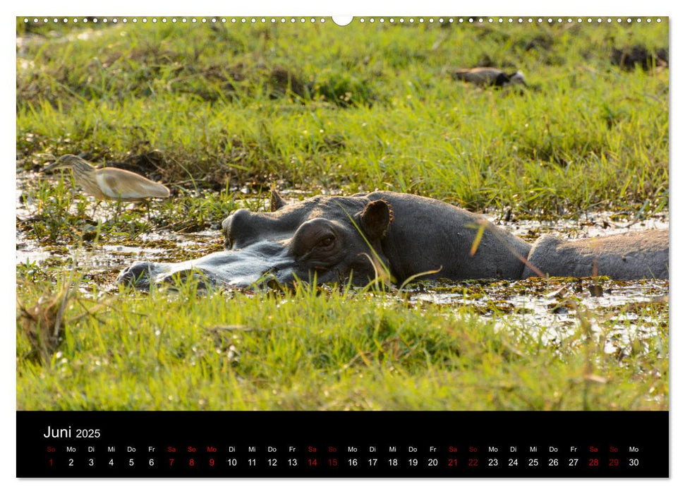 Botswana - Ruf der Wildnis (CALVENDO Wandkalender 2025)