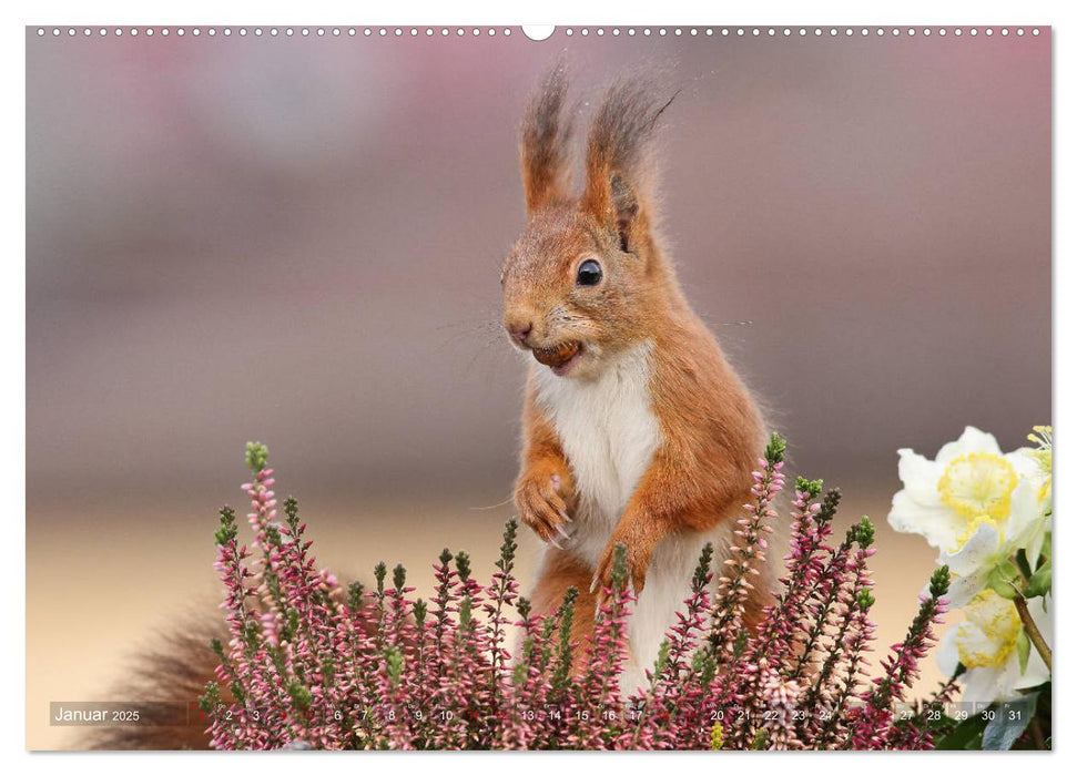 Eichhörnchen Momentaufnahmen fürs Herz (CALVENDO Premium Wandkalender 2025)