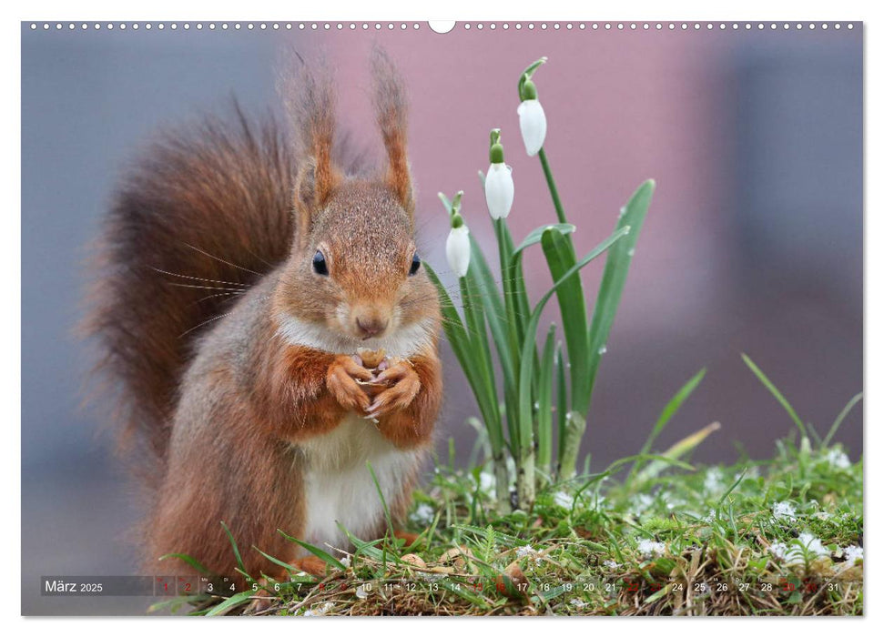 Eichhörnchen Momentaufnahmen fürs Herz (CALVENDO Premium Wandkalender 2025)