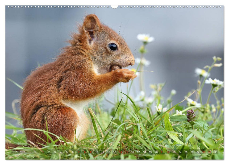 Eichhörnchen Momentaufnahmen fürs Herz (CALVENDO Premium Wandkalender 2025)