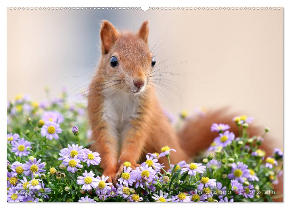 Eichhörnchen Momentaufnahmen fürs Herz (CALVENDO Premium Wandkalender 2025)