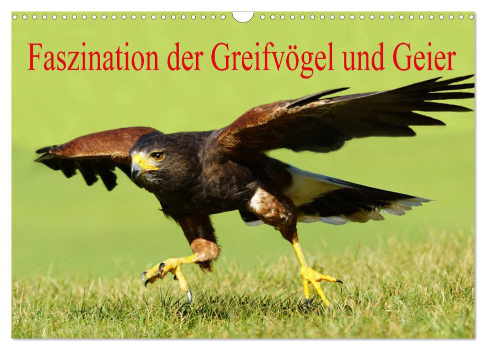 Faszination der Greifvögel und Geier (CALVENDO Wandkalender 2025)