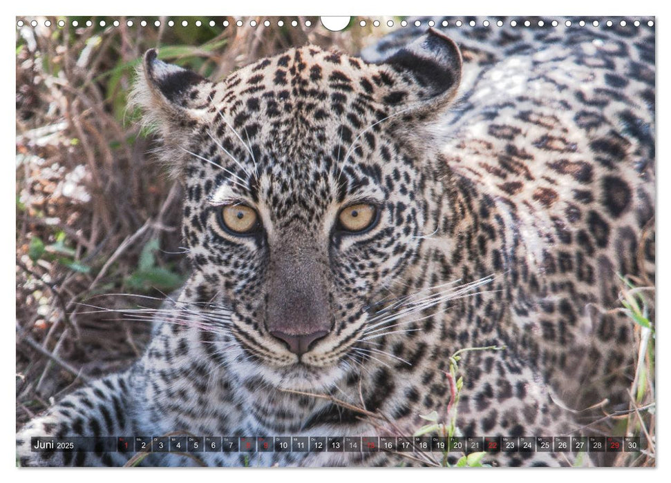 Leoparden - Geheimnisvolle Jäger (CALVENDO Wandkalender 2025)