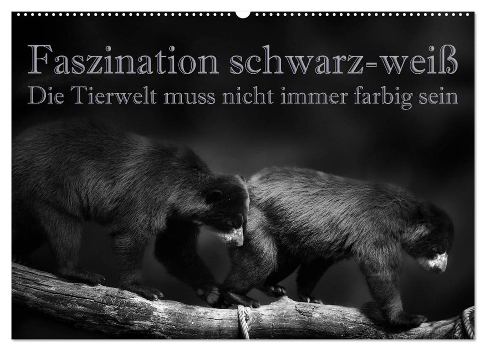 Faszination schwarz-weiß - Die Tierwelt muss nicht immer farbig sein (CALVENDO Wandkalender 2025)