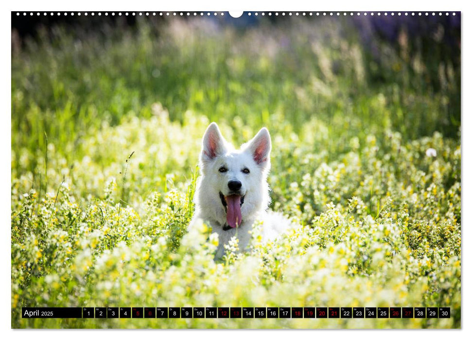 Weiße Schäferhunde in schönen Landschaften (CALVENDO Premium Wandkalender 2025)