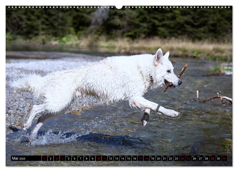 Weiße Schäferhunde in schönen Landschaften (CALVENDO Premium Wandkalender 2025)