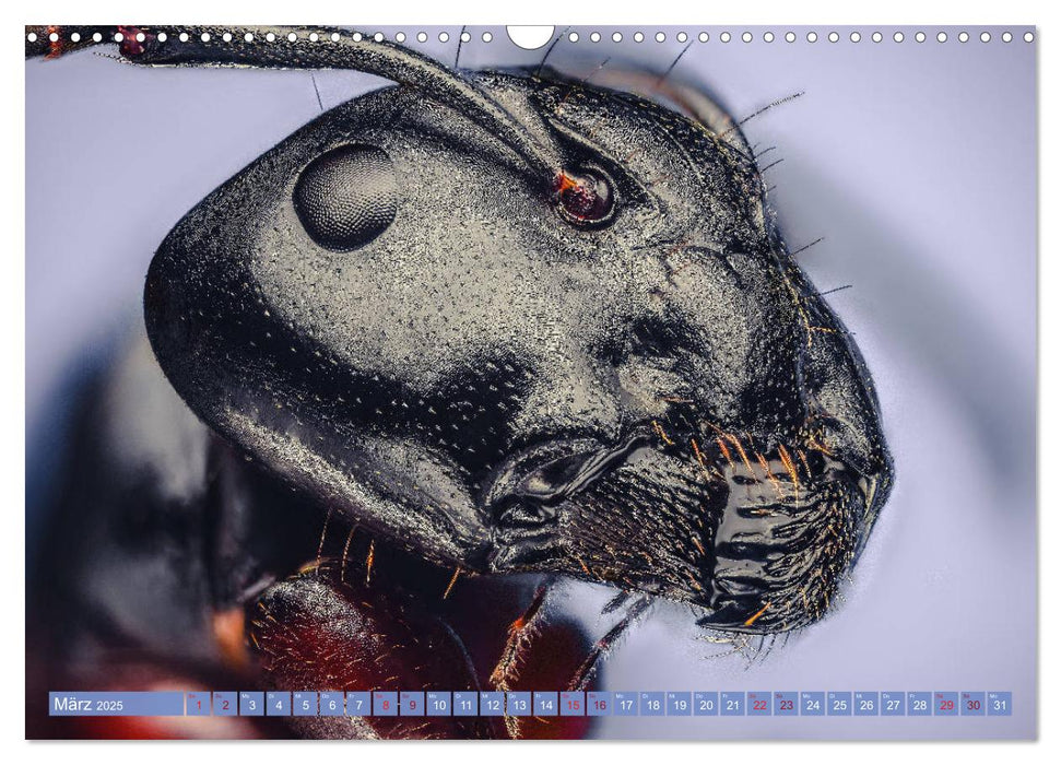 Extreme Makroaufnahmen - Insekten so nah wie nie (CALVENDO Wandkalender 2025)