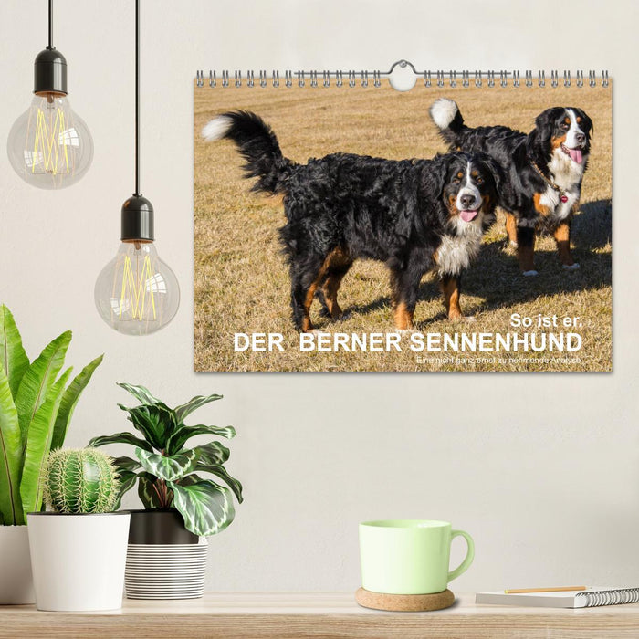 So ist er. Der Berner Sennenhund (CALVENDO Wandkalender 2025)