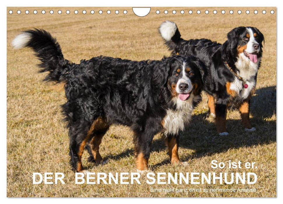 So ist er. Der Berner Sennenhund (CALVENDO Wandkalender 2025)