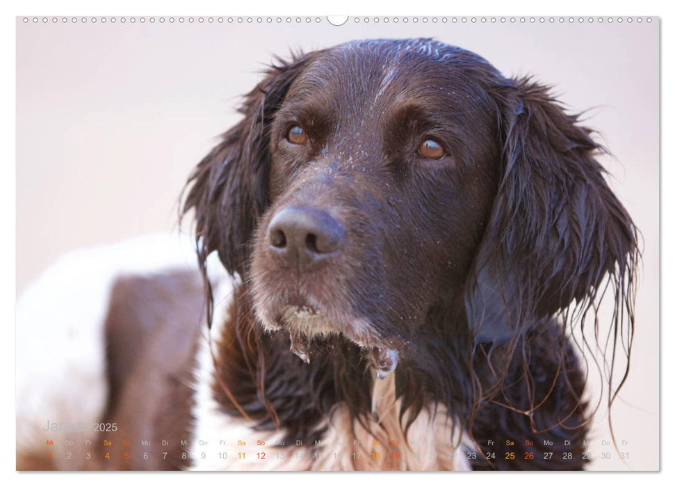 Faszination Jagdhund - Kleiner Münsterländer (CALVENDO Premium Wandkalender 2025)