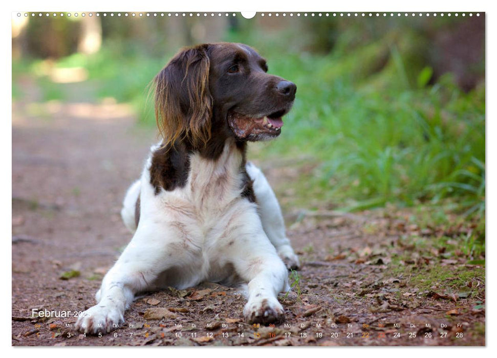 Faszination Jagdhund - Kleiner Münsterländer (CALVENDO Premium Wandkalender 2025)