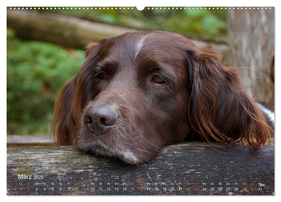 Faszination Jagdhund - Kleiner Münsterländer (CALVENDO Premium Wandkalender 2025)