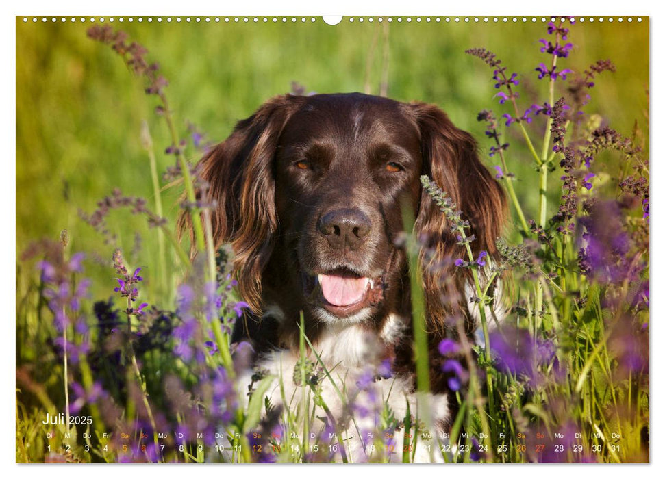 Faszination Jagdhund - Kleiner Münsterländer (CALVENDO Premium Wandkalender 2025)