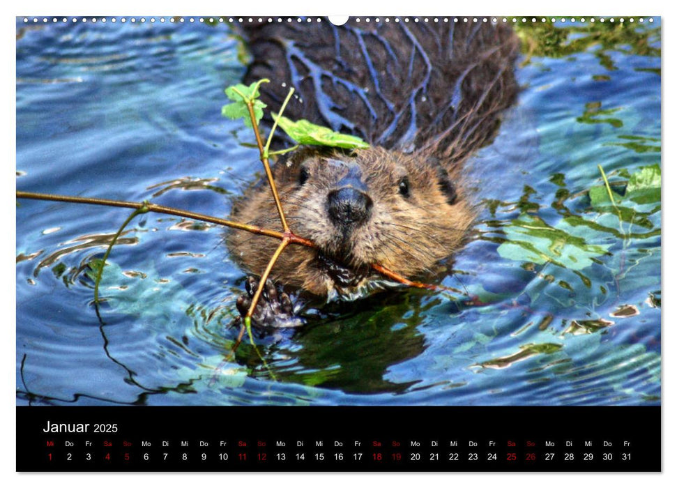 Das Leben der Biber (CALVENDO Premium Wandkalender 2025)