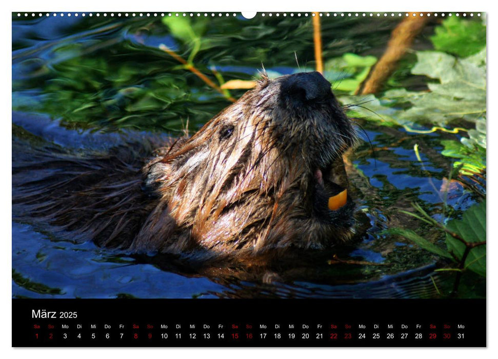 Das Leben der Biber (CALVENDO Premium Wandkalender 2025)