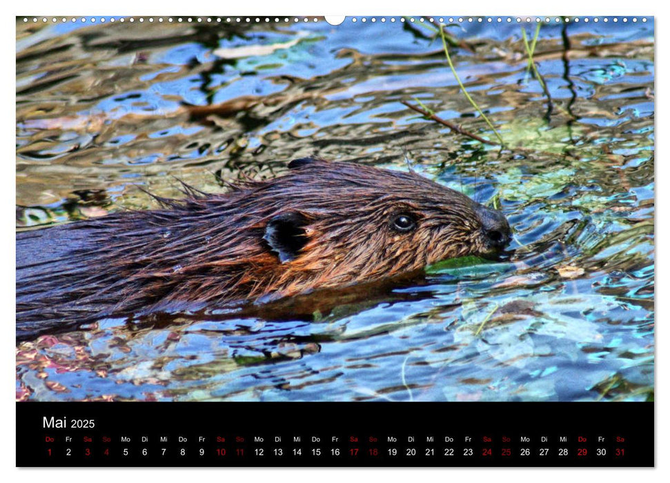 Das Leben der Biber (CALVENDO Premium Wandkalender 2025)