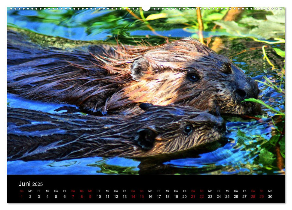 Das Leben der Biber (CALVENDO Premium Wandkalender 2025)