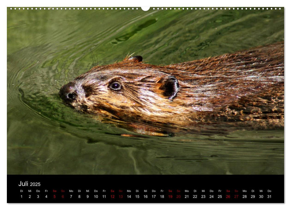 Das Leben der Biber (CALVENDO Premium Wandkalender 2025)