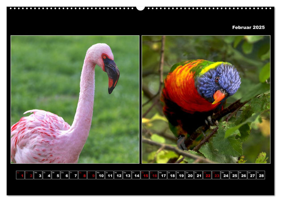 Tiere von Affe bis Zebra 2025 (CALVENDO Wandkalender 2025)