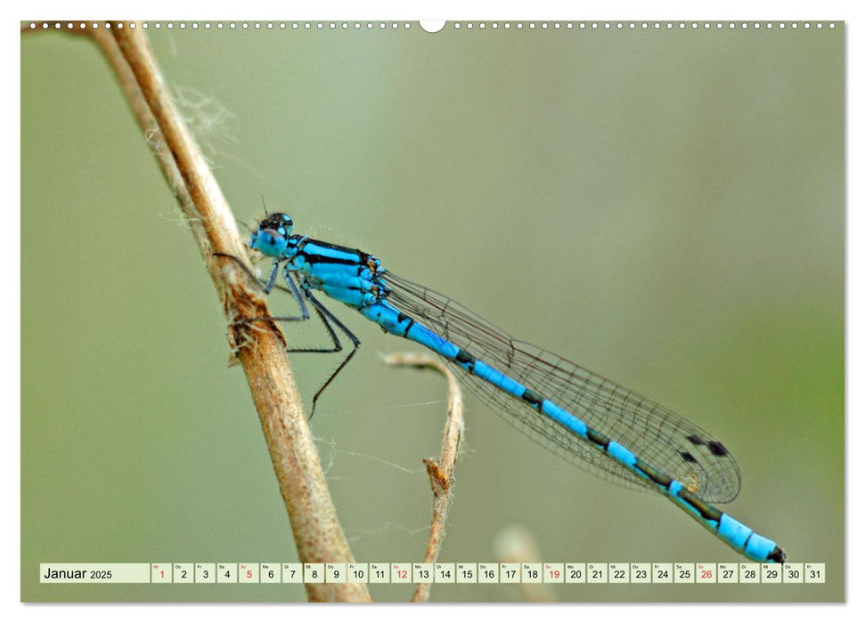 Farbenpracht der Insekten (CALVENDO Premium Wandkalender 2025)