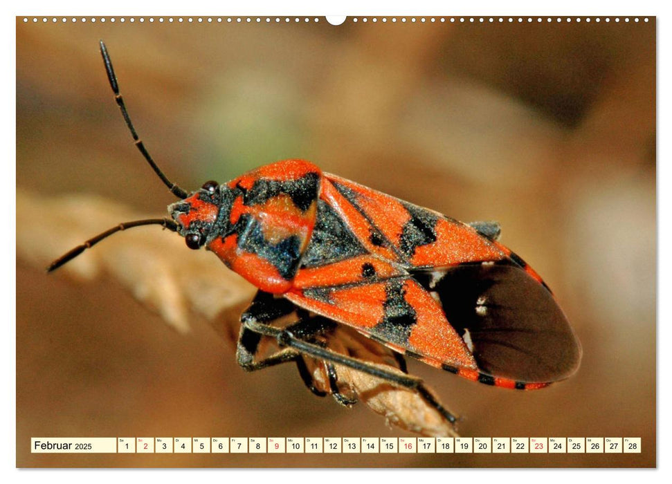 Farbenpracht der Insekten (CALVENDO Premium Wandkalender 2025)